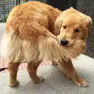 Тейки love dog's