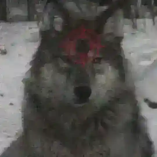 бот койот :]