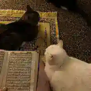 🤍بوت تَذكِيراتٌ إِسْلاميِةٌ🤍