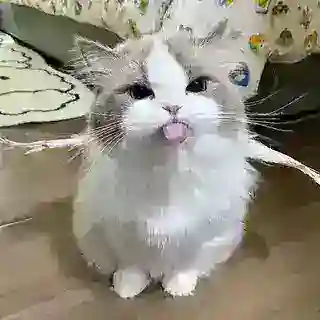 @kucing open price
