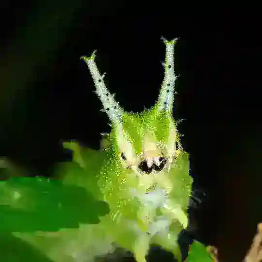 анкетница