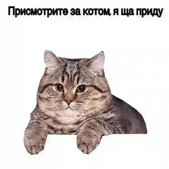 мем тейки !