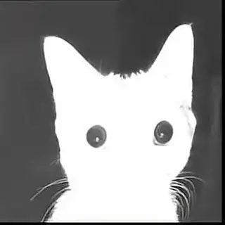 Котятки с тейками