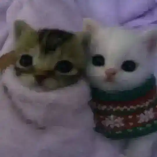 тейки нон популяр