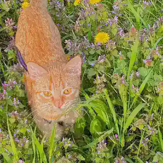Котики спрашивают