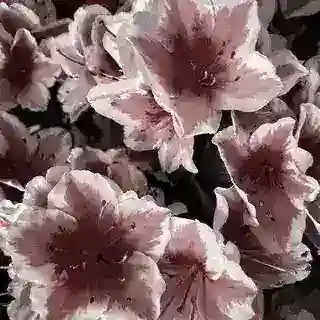 𐌿ρᥱд᧘᧐жκᥲ🌺