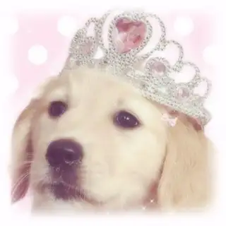 puppy adopt тейк бот