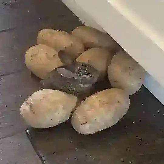 Тейки смкф