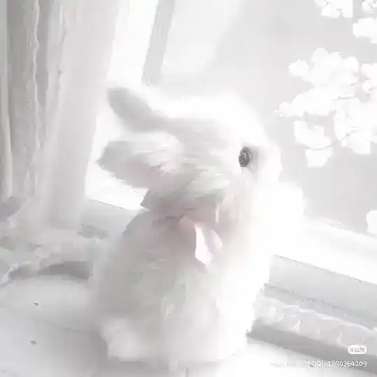 ఌ︎ ᴀɴᴏɴ ᴍɪᴋᴜ.