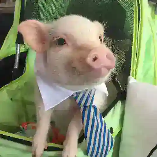 хрюшки бот