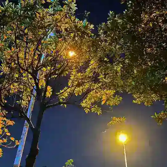 猪八戒