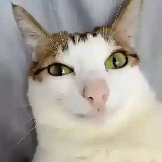 live experiments smp ботек Telegram Bot Avatar