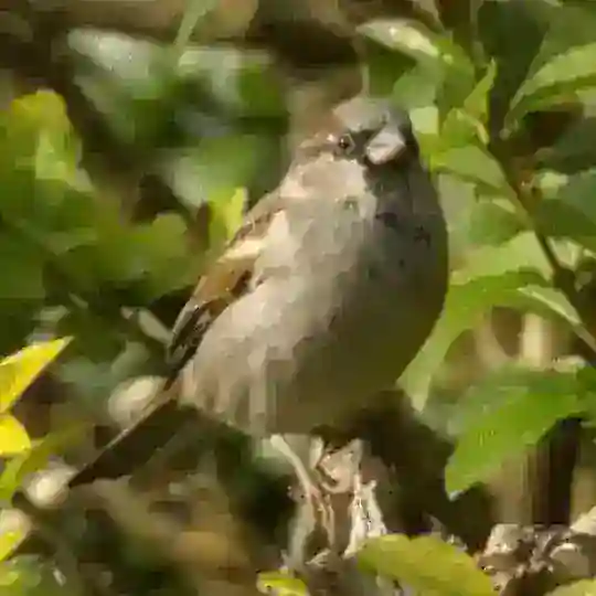 в...во-ВОРОБЬ !! Telegram Bot Avatar