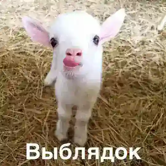 Анон ромы Telegram Bot Avatar