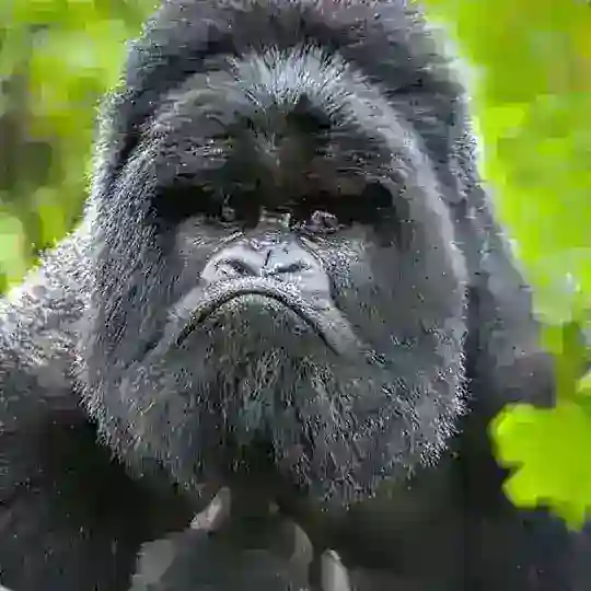 All Natural Telegram Channel Avatar