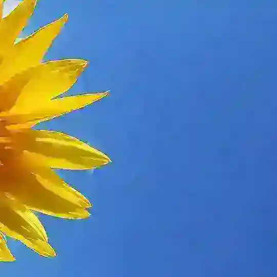 beautiful pictures Telegram Channel Avatar