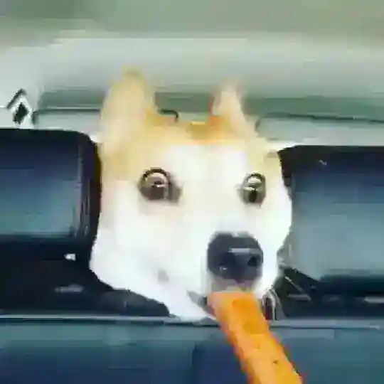 Fúnny Dögs And Cäts ❤️🐶🐥🐱❤️ Telegram Channel Avatar