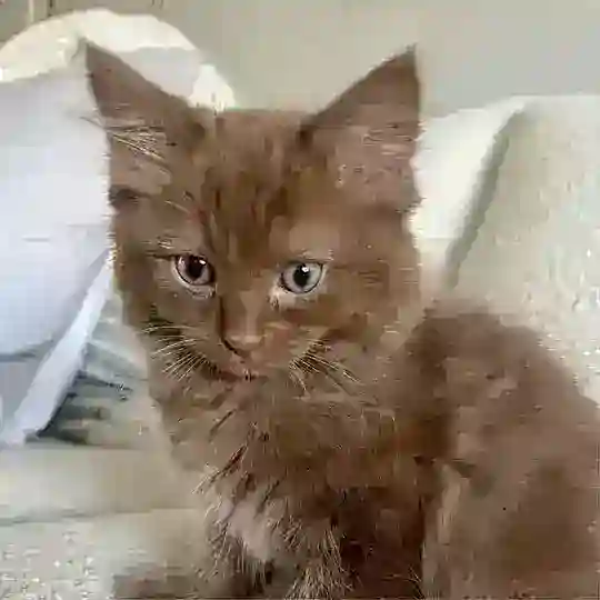 SPACECATS Telegram Channel Avatar