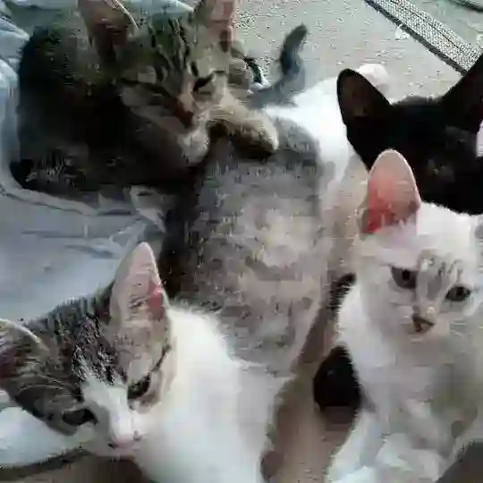 🐕🐾🐈 Gesundheit für Tiere Telegram Channel Avatar