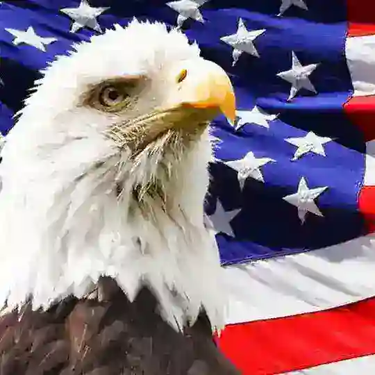All About USA 🇺🇸 Telegram Channel Avatar