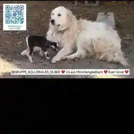 Kolloide & Frequenzen für Tiere ❤️ Telegram Channel Avatar