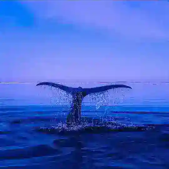 🌿Seelenheilung✨️SEI im Einklang mit dem Universum ️🦅Schwinge hoch in Liebe ♥️ in Frieden🕊 im Herzen💖 zu allen Lebewesen🌎🐾 Telegram Channel Avatar