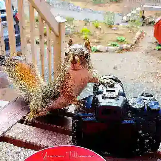 Yvonnes Tier- und Naturfotografie🦋🌸🌿🐿🌼☘️🦅 Telegram Channel Avatar