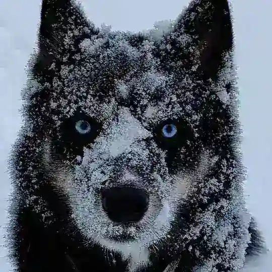 Books & Dogs Telegram Channel Avatar