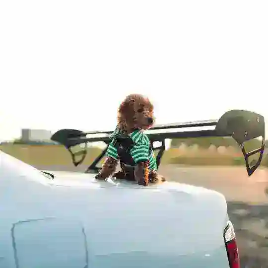 car’s & dog’s Telegram Channel Avatar
