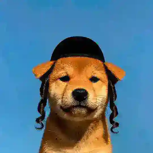 dog wif kippah | $jew Telegram Channel Avatar