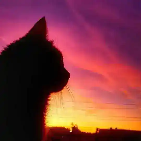 اغاني موسيقى مطلوبه 🎸 ~ Telegram Channel Avatar