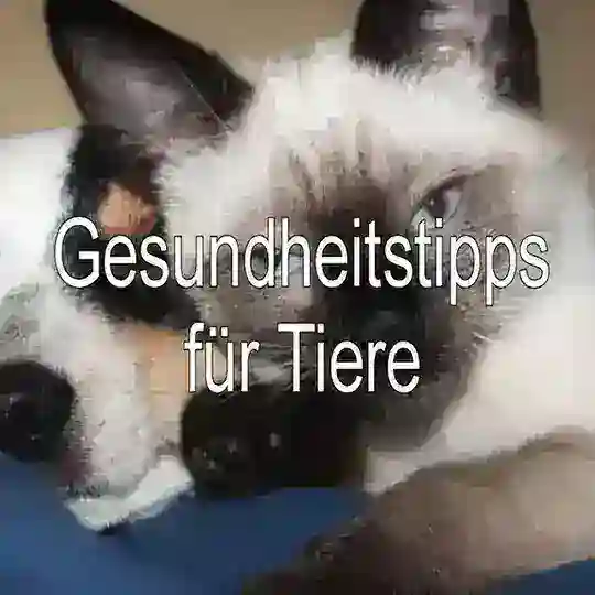 🐱 Gesundheitstipps für Tiere 🐶 Telegram Channel Avatar