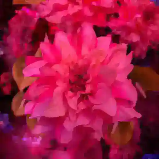 heirloom 🎞️ Telegram Channel Avatar