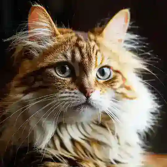 Catantics Telegram channel