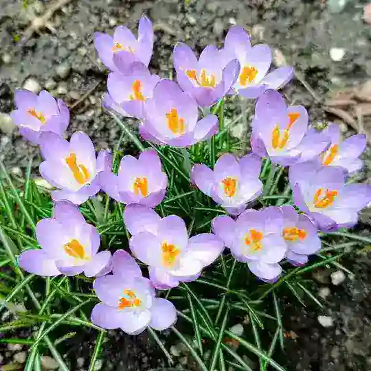 Natur - Gemüse - Kräuter Telegram Channel Avatar