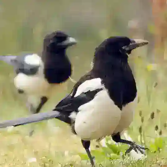 Сóрок сорóк Telegram Channel Avatar