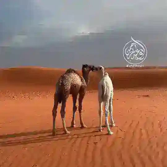 ابوعبدالرحمن | كشتات Telegram Channel Avatar
