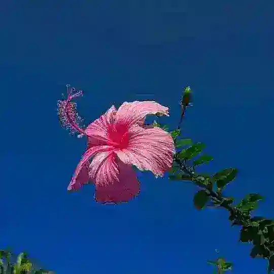 ❀ফুল❀ Telegram Channel Avatar