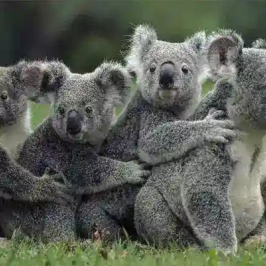 [ Koala ] Telegram Channel Avatar