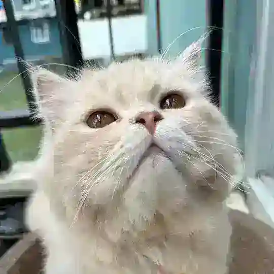 สติ๊กเกอร์ฟรี🐱 Telegram Channel Avatar