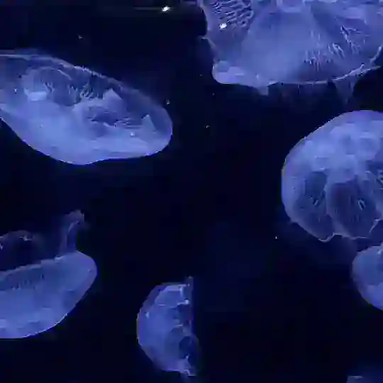 Jellyfish Telegram Channel Avatar