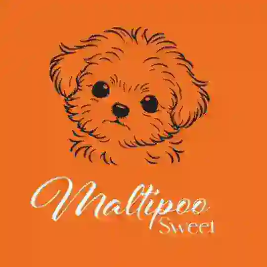 Maltipoo Sweet Telegram Channel Avatar