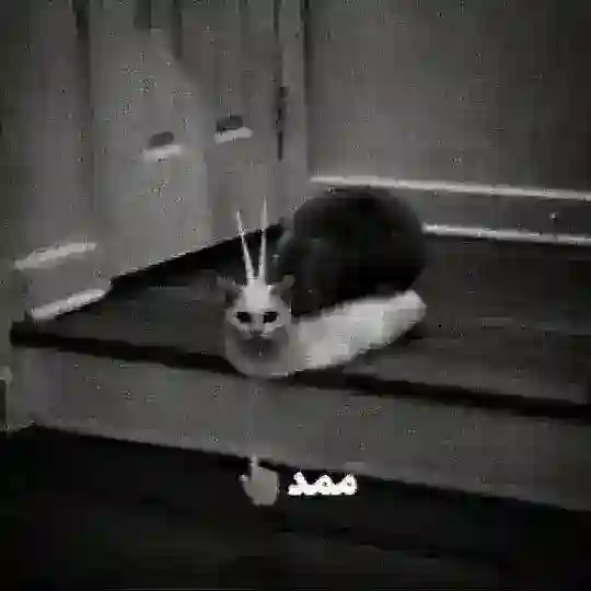 ممدحلزون | 2xscary Telegram Channel Avatar