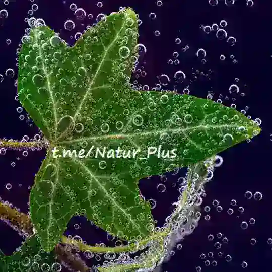 🌱NaturPlus*🌱 Telegram Channel Avatar
