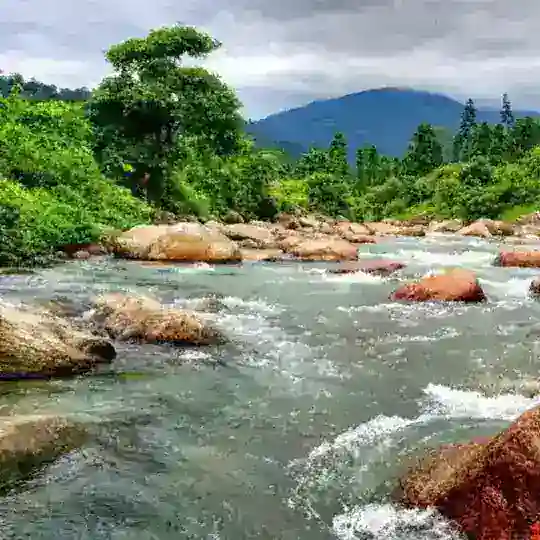 প্রাকৃতিক সৌন্দর্য 🌿🌱🌲 Telegram Channel Avatar
