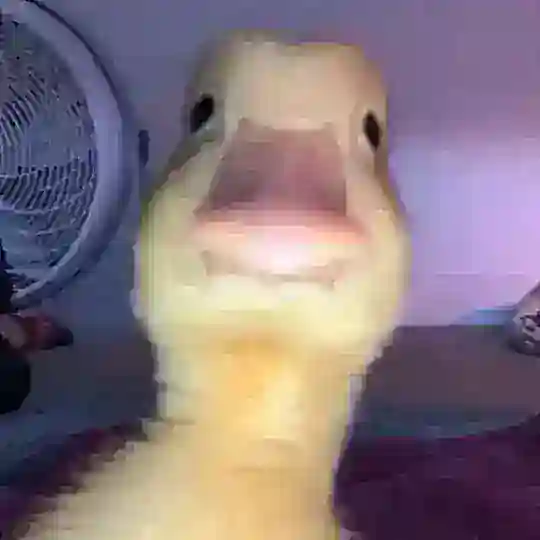 ORDACK_GIF_MEME | اردک گیف Telegram Channel Avatar