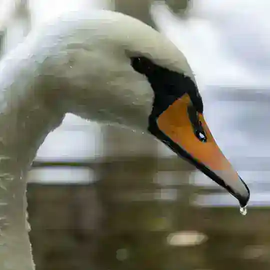 اقامتگاه/اکولوژ مزرعه قوها Telegram Channel Avatar