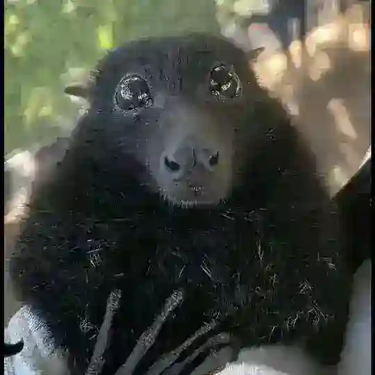 TARANTULJ Telegram Channel Avatar