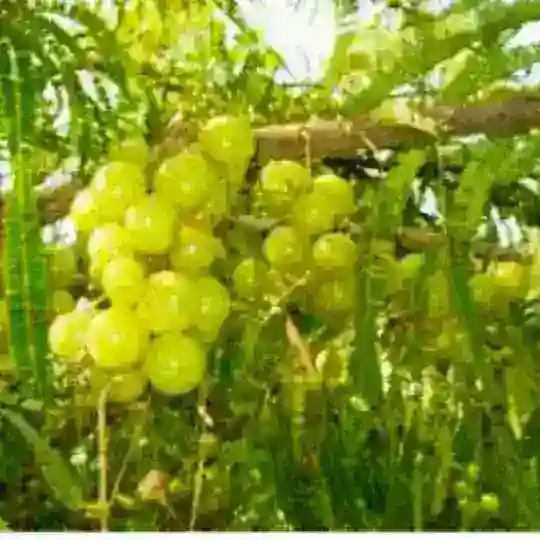 ❤️ ఔషధ మొక్కలు చెట్లు ❤️ Telegram Channel Avatar