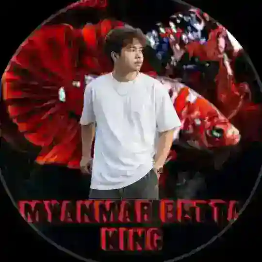 Myanmar betta king🐳 Telegram Channel Avatar